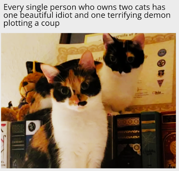 EL ON Every single person who owns two cats has one beautiful idiot and one terrifying demon plotting a coup 900 NWM 2 Chio