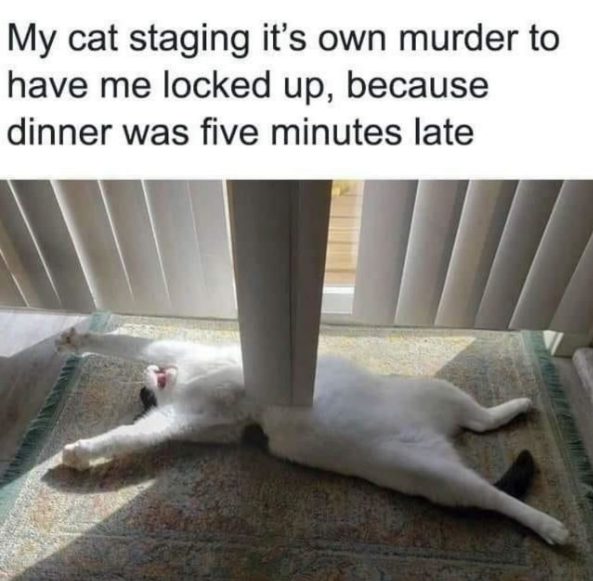 My cat staging it's own murder to have me locked up, because dinner was five minutes late