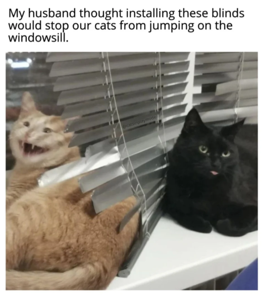 My husband thought installing these blinds would stop our cats from jumping on the windowsill. @catsinplaymode