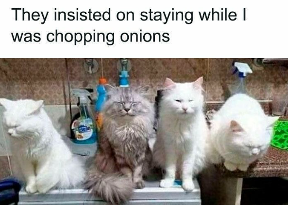 They insisted on staying while I was chopping onions