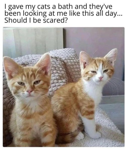 gave my cats a bath and they've been looking at me like this all day... Should I be scared?