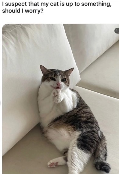 I suspect that my cat is up to something, should I worry?