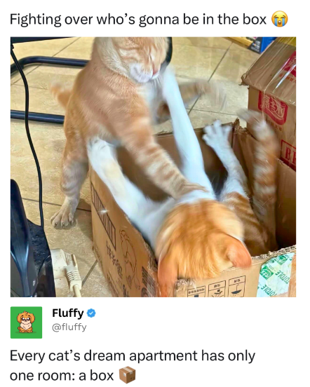 Fighting over who's gonna be in the box B Fluffy @fluffy Every cat's dream apartment has only one room: a box