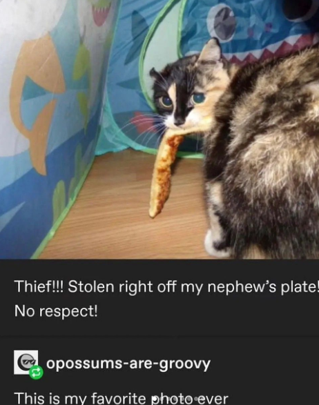 Thief!!! Stolen right off my nephew's plate! No respect! opossums-are-groovy This is my favorite photo ever