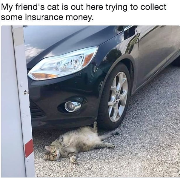 My friend's cat is out here trying to collect some insurance money.