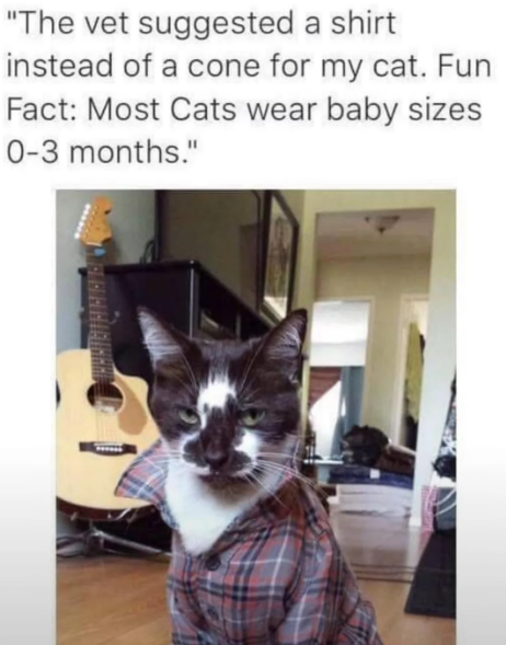 "The vet suggested a shirt instead of a cone for my cat. Fun Fact: Most Cats wear baby sizes 0-3 months."