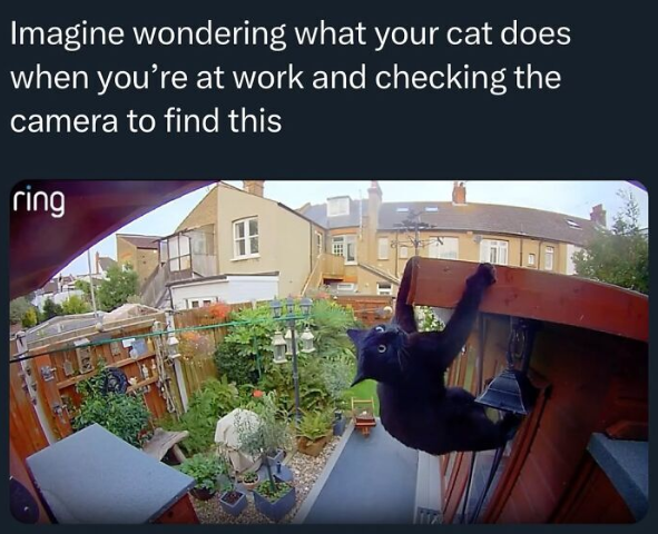 Imagine wondering what your cat does when you're at work and checking the camera to find this ring 1