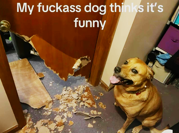 My fuckass dog thinks it's funny