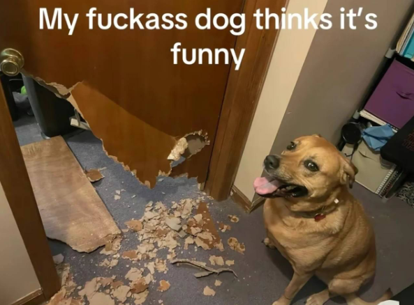 My fuckass dog thinks it's funny wwww