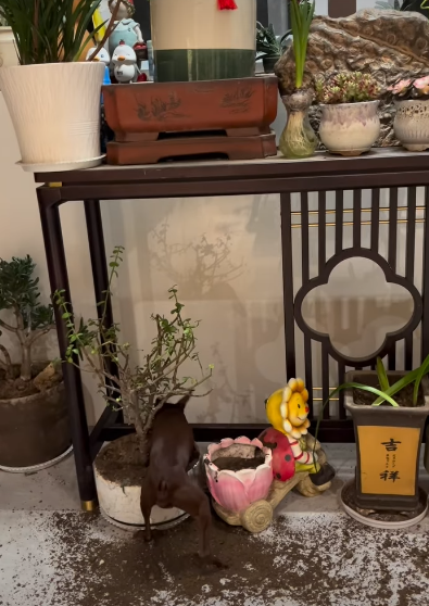 样