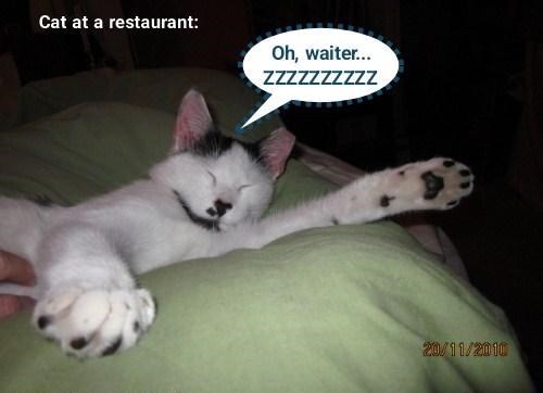 Cheezburger Image 10636779264