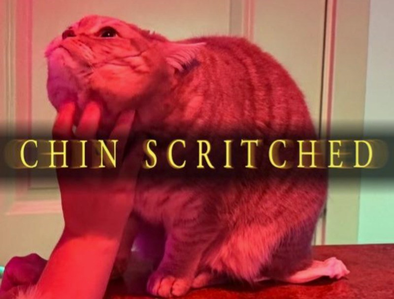 CHIN SCRITCHED