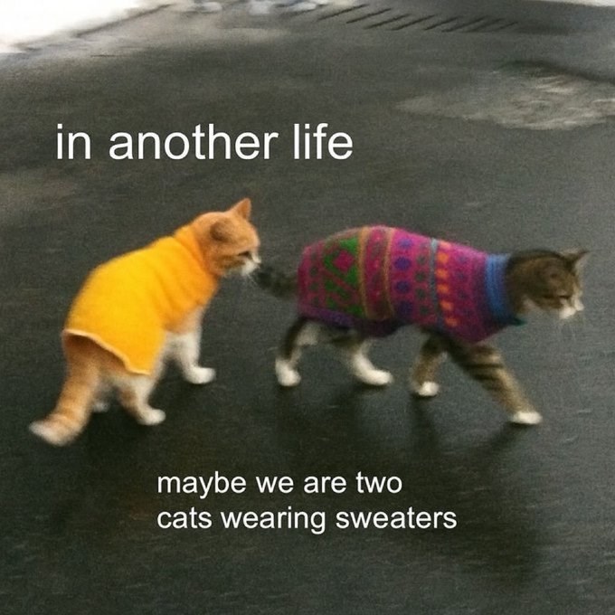 in another life maybe we are two cats wearing sweaters