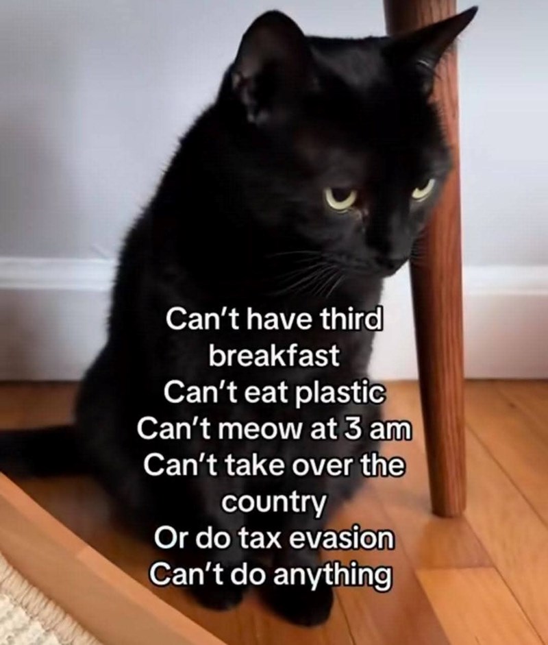 Can't have third breakfast Can't eat plastic Can't meow at 3 am Can't take over the country Or do tax evasion Can't do anything