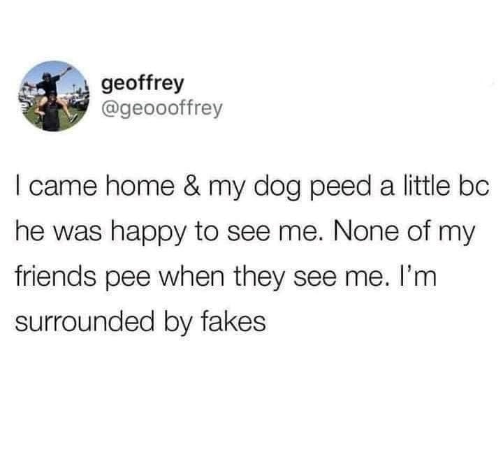 geoffrey @geoooffrey I came home & my dog peed a little bc he was happy to see me. None of my friends pee when they see me. I'm surrounded by fakes