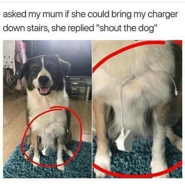 asked my mum if she could bring my charger down stairs, she replied "shout the dog"
