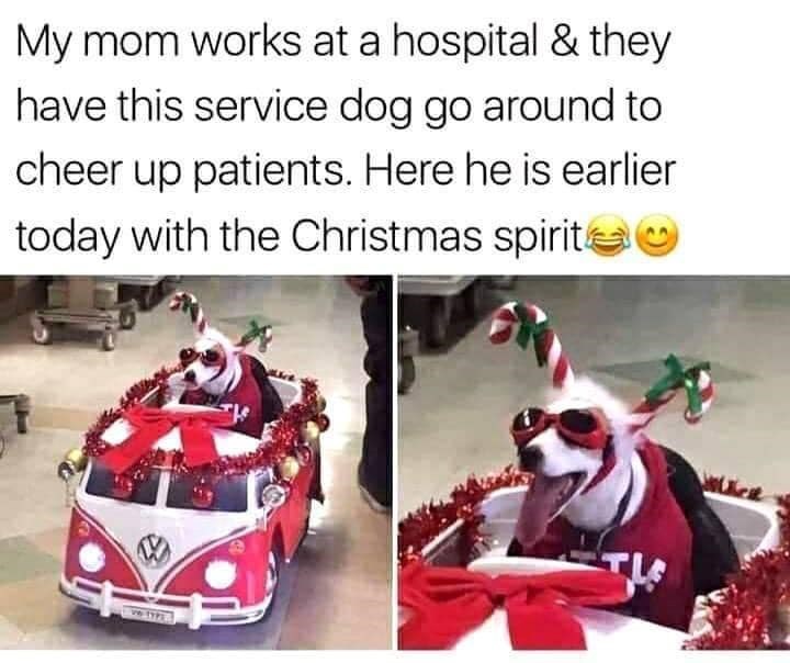 My mom works at a hospital & they have this service dog go around to cheer up patients. Here he is earlier today with the Christmas spirite ve TYPE T
