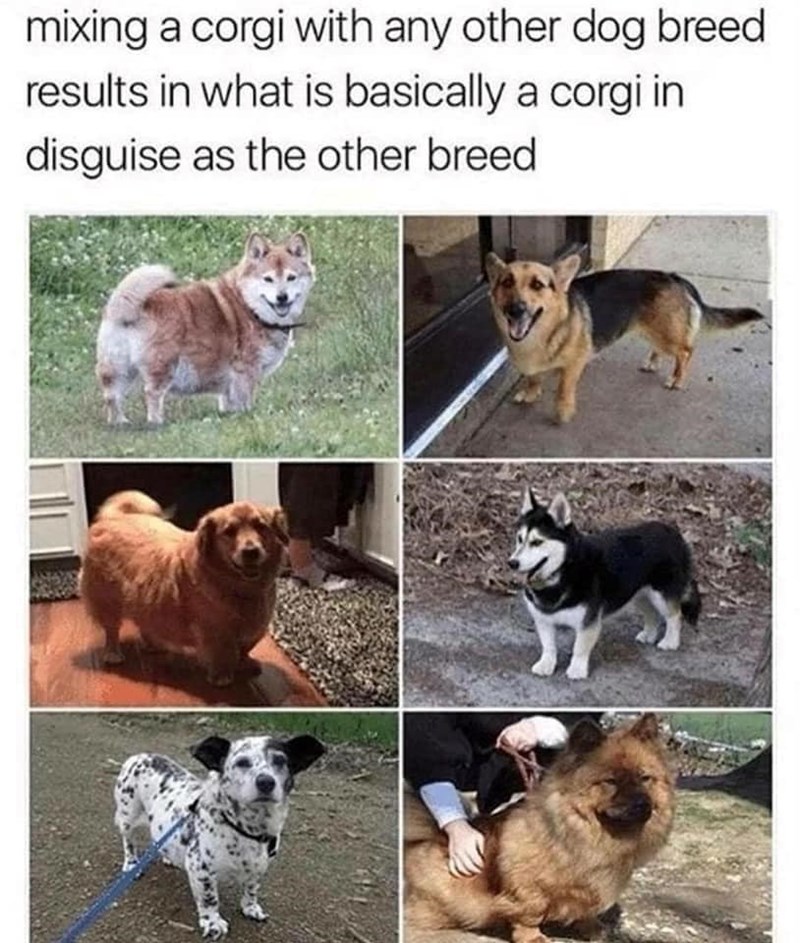 mixing a corgi with any other dog breed results in what is basically a corgi in disguise as the other breed