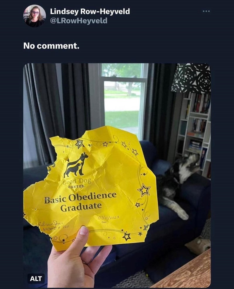 Lindsey Row-Heyveld @LRowHeyveld No comment. ALT Good Dog CENTER Basic Obedience Graduate NAD #920 07/11/2023 Date