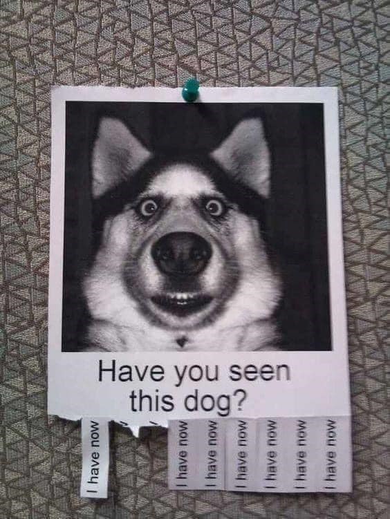 I have now Have you seen this dog? I have now I have now I have now I have now I have now I have now