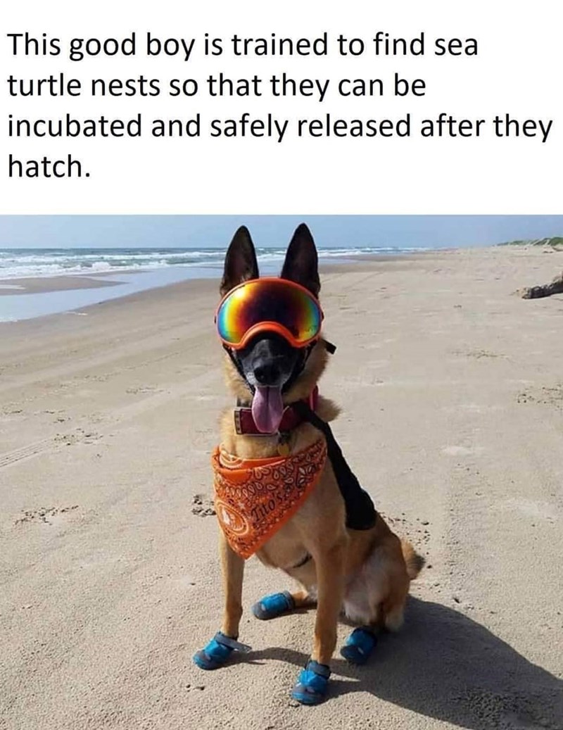 This good boy is trained to find sea turtle nests so that they can be incubated and safely released after they hatch.