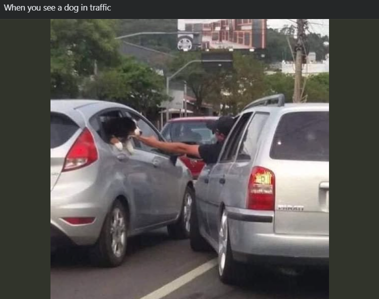 When you see a dog in traffic
