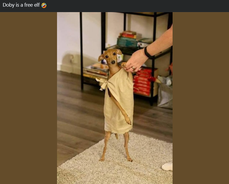 Doby is a free elf
