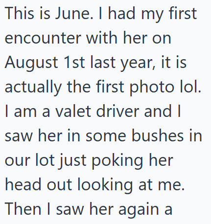 This is June. I had my first encounter with her on August 1st last year, it is actually the first photo lol. I am a valet driver and I saw her in some bushes in our lot just poking her head out looking at me. Then I saw her again a