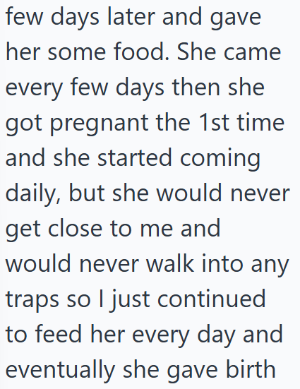 few days later and gave her some food. She came every few days then she got pregnant the 1st time and she started coming daily, but she would never get close to me and would never walk into any traps so I just continued to feed her every day and eventually she gave birth