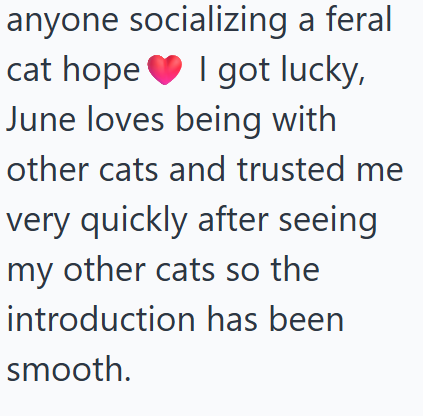 anyone socializing a feral cat hope I got lucky, June loves being with other cats and trusted me very quickly after seeing my other cats so the introduction has been smooth.
