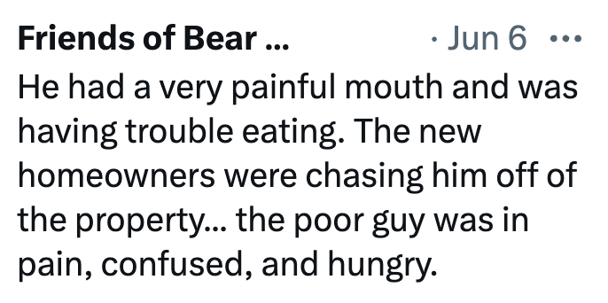 Friends of Bear ... ⚫ Jun 6 He had a very painful mouth and was having trouble eating. The new homeowners were chasing him off of the property... the poor guy was in pain, confused, and hungry.