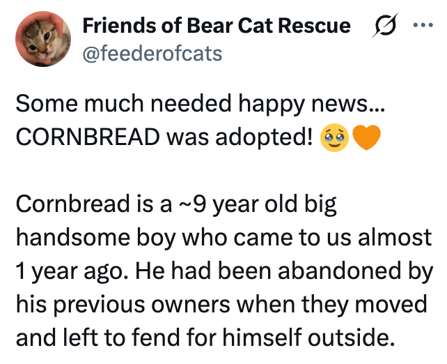 Friends of Bear Cat Rescue ☑ @feederofcats Some much needed happy news... CORNBREAD was adopted! Cornbread is a ~9 year old big handsome boy who came to us almost 1 year ago. He had been abandoned by his previous owners when they moved and left to fend for himself outside.