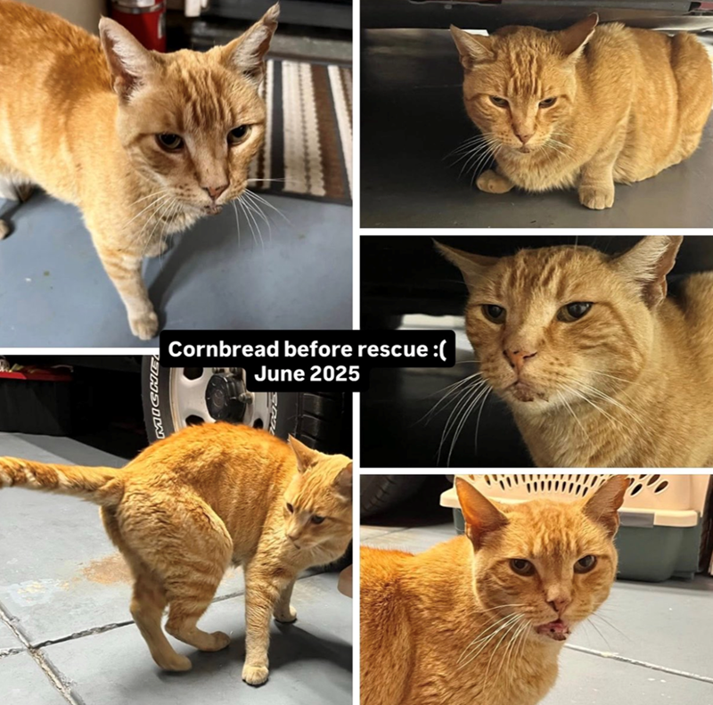 Cornbread before rescue :( June 2025 NSIK