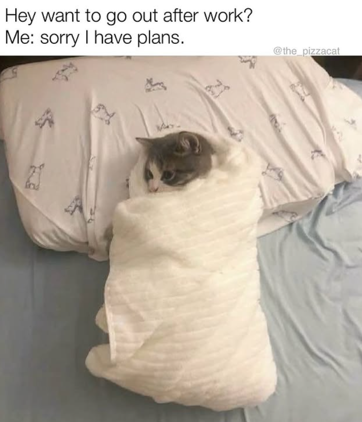 Hey want to go out after work? Me: sorry I have plans. @the_pizzacat