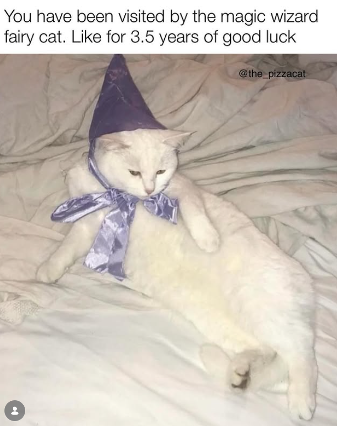 You have been visited by the magic wizard fairy cat. Like for 3.5 years of good luck @the_pizzacat