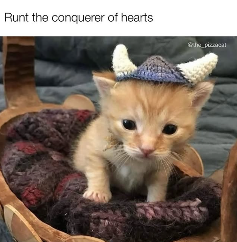 Runt the conquerer of hearts @the_pizzacat