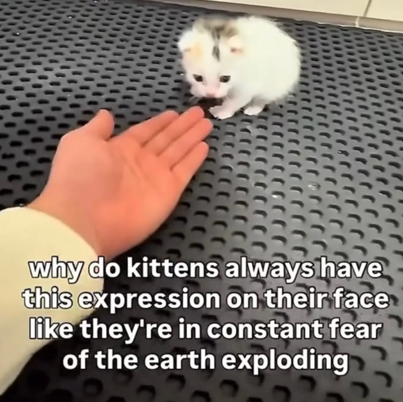 why do kittens always have this expression on their face like they're in constant fear of the earth exploding