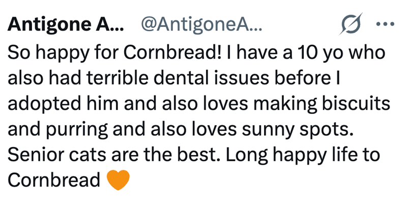 Antigone A... @AntigoneA... So happy for Cornbread! I have a 10 yo who also had terrible dental issues before I adopted him and also loves making biscuits and purring and also loves sunny spots. Senior cats are the best. Long happy life to Cornbread