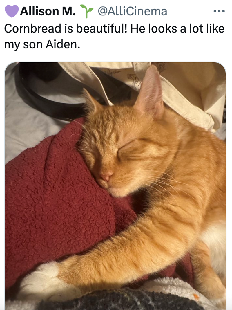 Allison M. @AlliCinema ... Cornbread is beautiful! He looks a lot like my son Aiden.