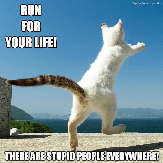 RUN FOR YOUR LIFE! Caption by Kittyworks THERE ARE STUPID PEOPLE EVERYWHERE!