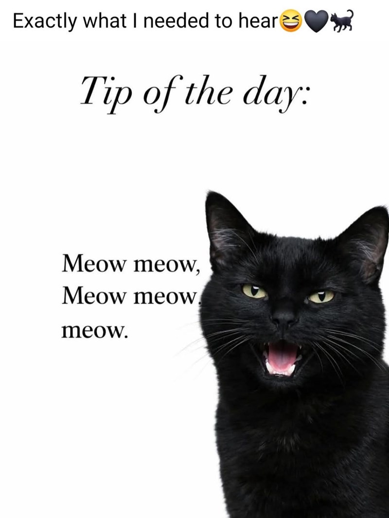 Exactly what I needed to hear Tip of the day: Meow meow, Meow meow meow.