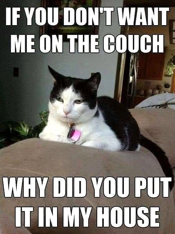 IF YOU DON'T WANT ME ON THE COUCH WHY DID YOU PUT IT IN MY HOUSE