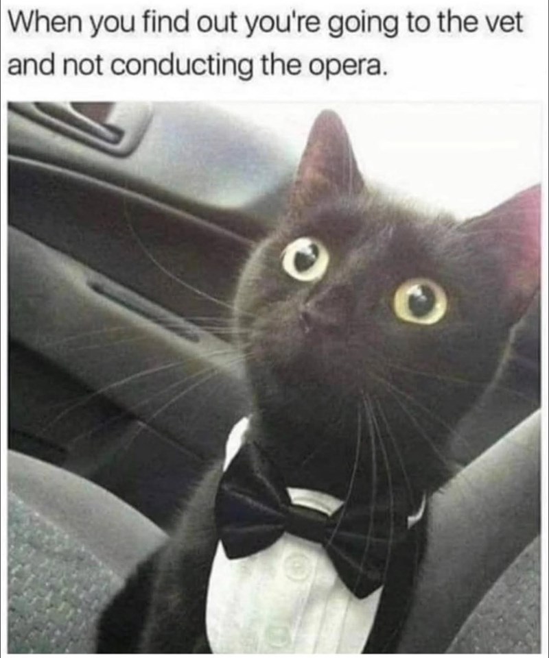 When you find out you're going to the vet and not conducting the opera.
