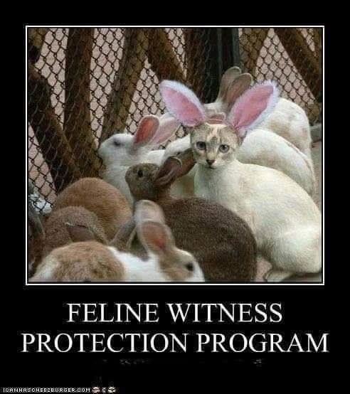 FELINE WITNESS PROTECTION PROGRAM ICANHASCHEEZBURGER.COM