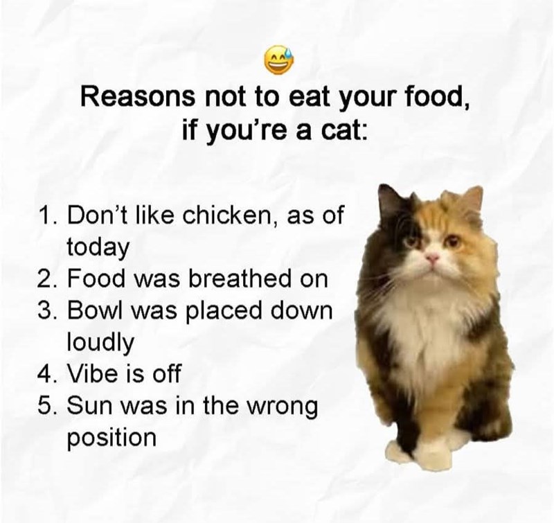 Reasons not to eat your food, if you're a cat: 1. Don't like chicken, as of today 2. Food was breathed on 3. Bowl was placed down loudly 4. Vibe is off 5. Sun was in the wrong position