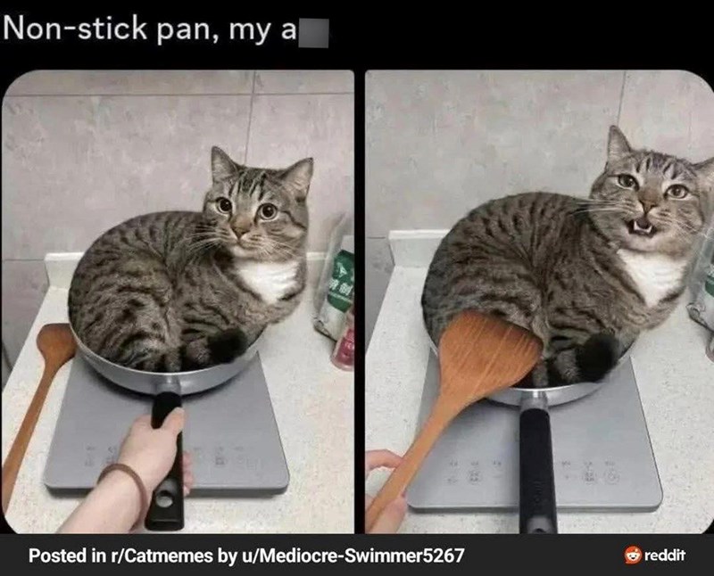 Non-stick pan, my a Posted in r/Catmemes by u/Mediocre-Swimmer5267 reddit