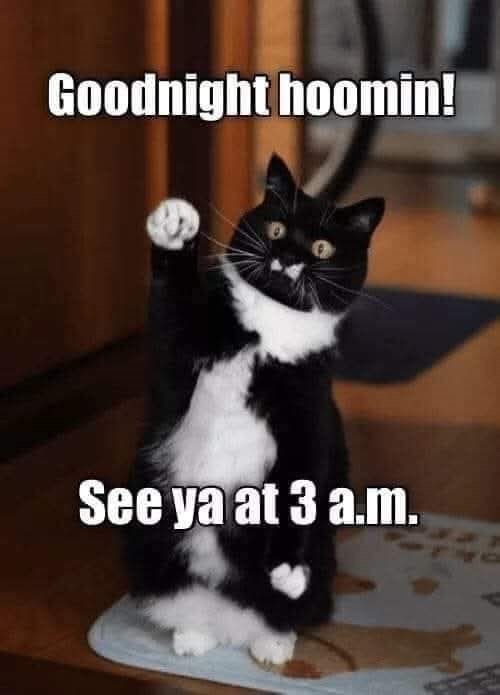 Goodnight hoomin! See ya at 3 a.m.