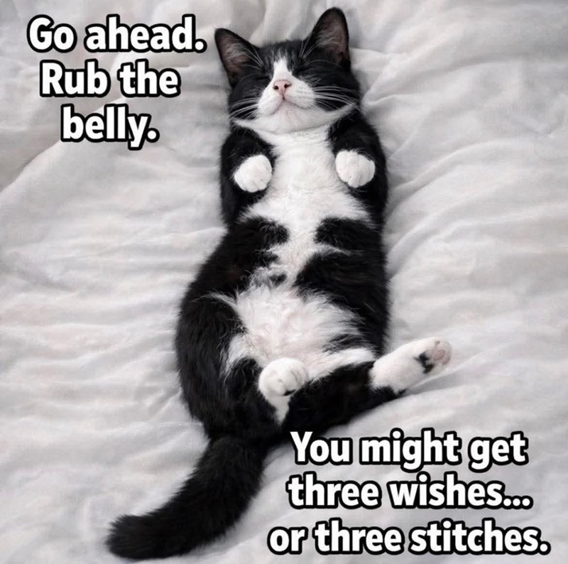 Go ahead. Rub the belly. You might get three wishes... or three stitches.