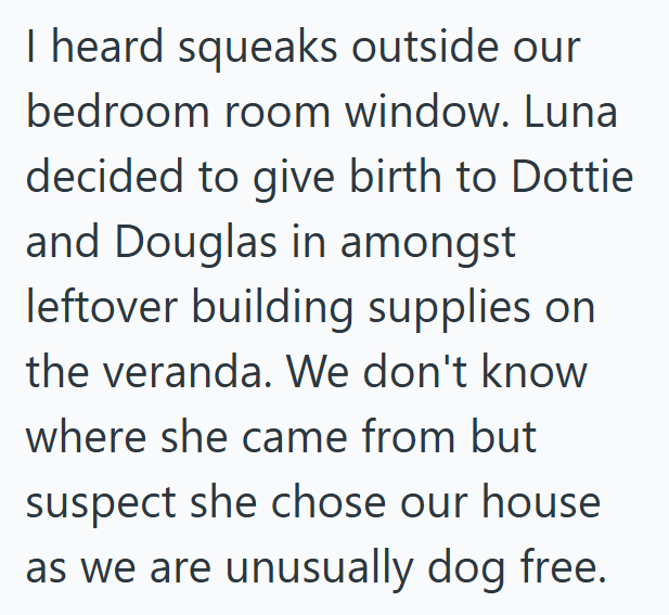 I heard squeaks outside our bedroom room window. Luna decided to give birth to Dottie and Douglas in amongst leftover building supplies on the veranda. We don't know where she came from but suspect she chose our house as we are unusually dog free.