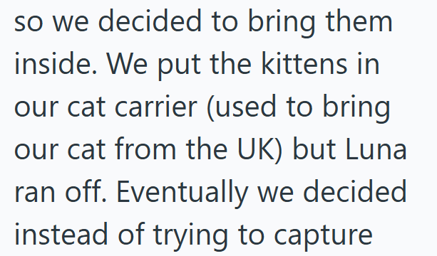 so we decided to bring them inside. We put the kittens in our cat carrier (used to bring our cat from the UK) but Luna ran off. Eventually we decided instead of trying to capture
